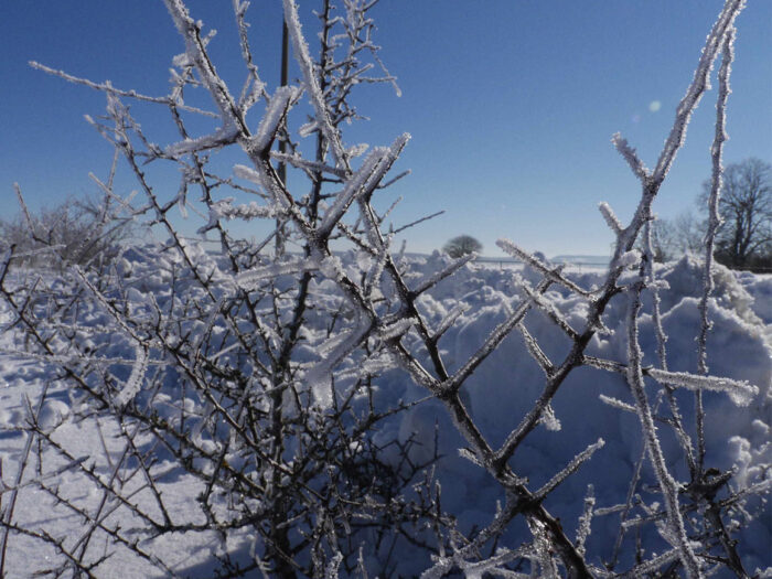 Eingefrorene Äste in der Winterlandschaft der Schwäbischen Alb