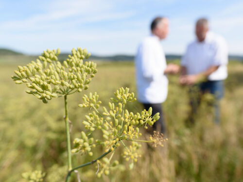 Nahaufnahme der Pflanzen auf den Feldern der Schwäbischen Alb mit Gerd Windhösel im Hintergrund – Hirsch Online Shop