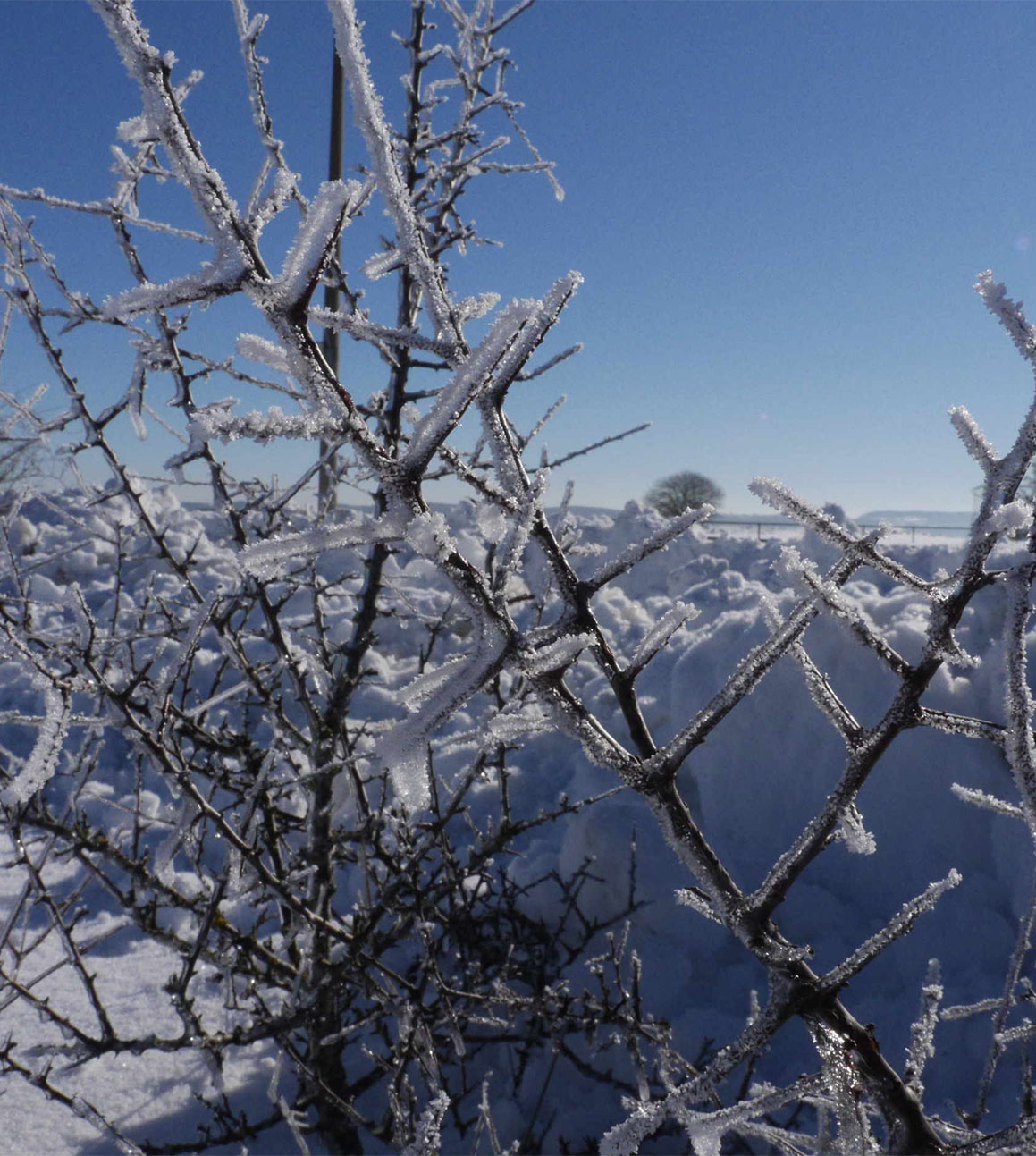 Eingefrorene Äste in der Winterlandschaft auf der Schwäbischen Alb